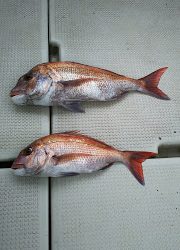 釣り舟　海竜 釣果