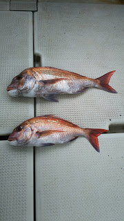 釣り舟　海竜 釣果