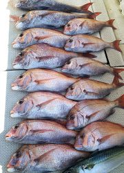 釣り舟　海竜 釣果