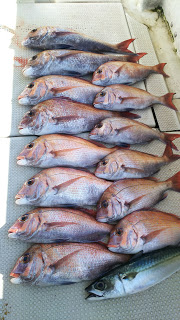 釣り舟　海竜 釣果