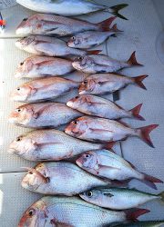 釣り舟　海竜 釣果