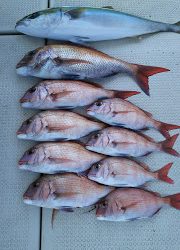 釣り舟 海竜 釣果