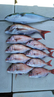 釣り舟　海竜 釣果