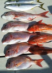 釣り舟 海竜 釣果