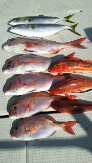 釣り舟　海竜 釣果