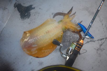 Fisherman Dreams DI 釣…