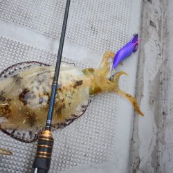 Fisherman Dreams DI 釣果