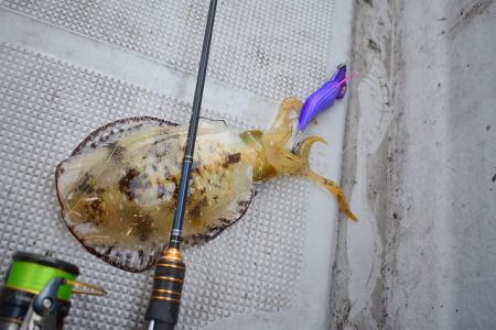 Fisherman Dreams DI 釣果