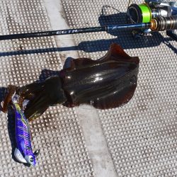 Fisherman Dreams DI 釣果