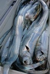 KONAYAーMARU(こなや丸) 釣果