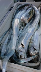 ＫＯＮＡＹＡｰＭＡＲＵ（こなや丸） 釣果