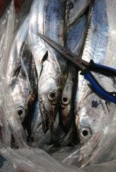 KONAYAーMARU(こなや丸) 釣果