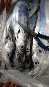 KONAYAーMARU(こなや丸) 釣果