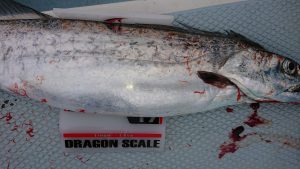 KONAYAーMARU(こなや丸) 釣果