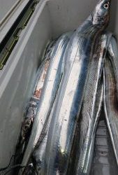 KONAYAーMARU(こなや丸) 釣果