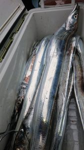 KONAYAーMARU(こなや丸) 釣果