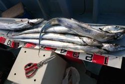 KONAYAーMARU(こなや丸) 釣果