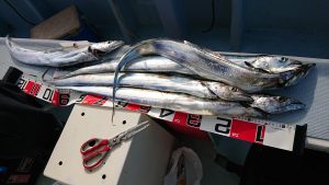 KONAYAーMARU(こなや丸) 釣果