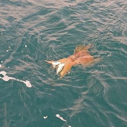 フィッシングボートACE（エース） 釣果