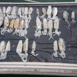 フィッシングボートACE(エース) 釣果