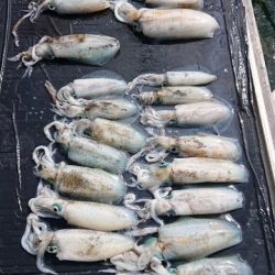 フィッシングボートACE(エース) 釣果