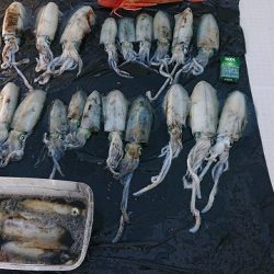 フィッシングボートACE(エース) 釣果