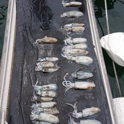 フィッシングボートACE(エース) 釣果