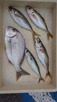 和歌山マリーナシティ釣り公園 釣果