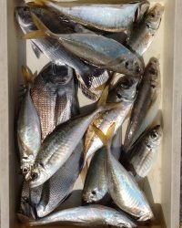 和歌山マリーナシティ釣り公園 釣果