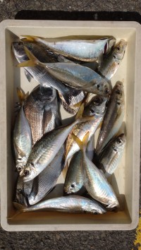 和歌山マリーナシティ釣り公園 釣果