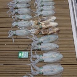 フィッシングボートACE(エース) 釣果