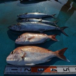 アジアマリンサービス 釣果