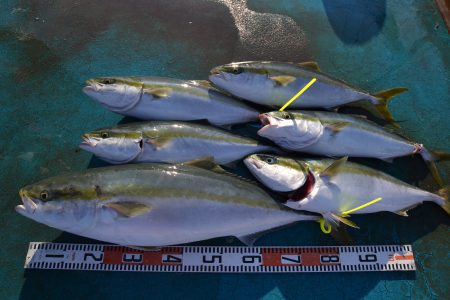 アジアマリンサービス 釣果