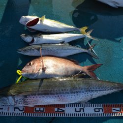 アジアマリンサービス 釣果