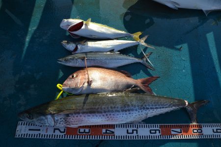 アジアマリンサービス 釣果