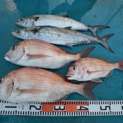 アジアマリンサービス 釣果