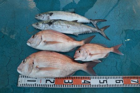 アジアマリンサービス 釣果