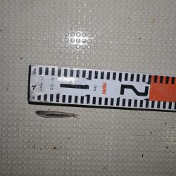 アジアマリンサービス 釣果