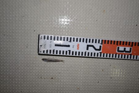 アジアマリンサービス 釣果