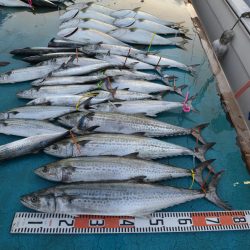 アジアマリンサービス 釣果