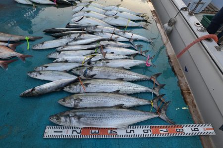 アジアマリンサービス 釣果