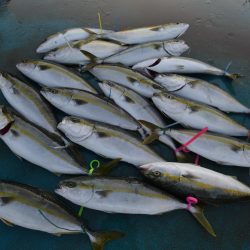 アジアマリンサービス 釣果