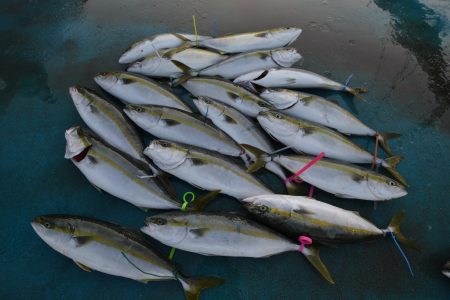 アジアマリンサービス 釣果