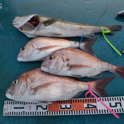 アジアマリンサービス 釣果