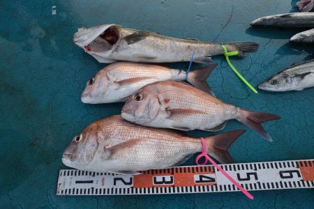 アジアマリンサービス 釣果