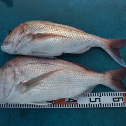 アジアマリンサービス 釣果