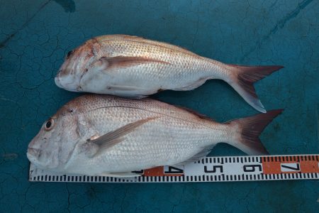 アジアマリンサービス 釣果