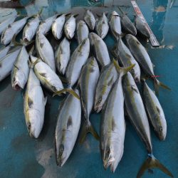 アジアマリンサービス 釣果