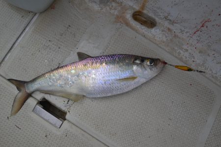 アジアマリンサービス 釣果