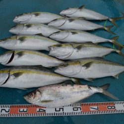 アジアマリンサービス 釣果